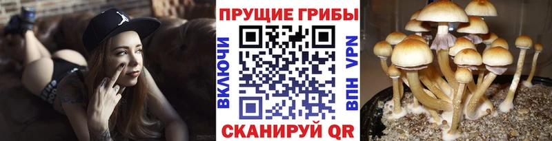 Псилоцибиновые грибы мицелий  купить  цена  Ахтубинск 